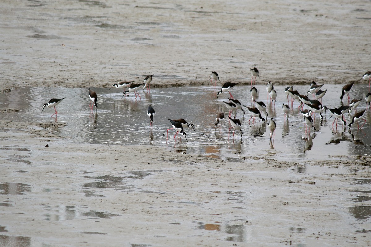 Black-necked Stilt - ML645375951