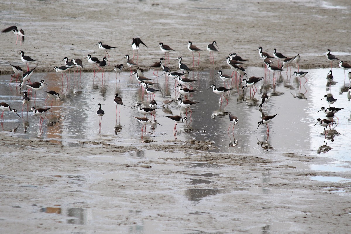 Black-necked Stilt - ML645375952