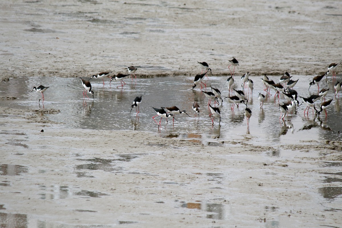 Black-necked Stilt - ML645375953