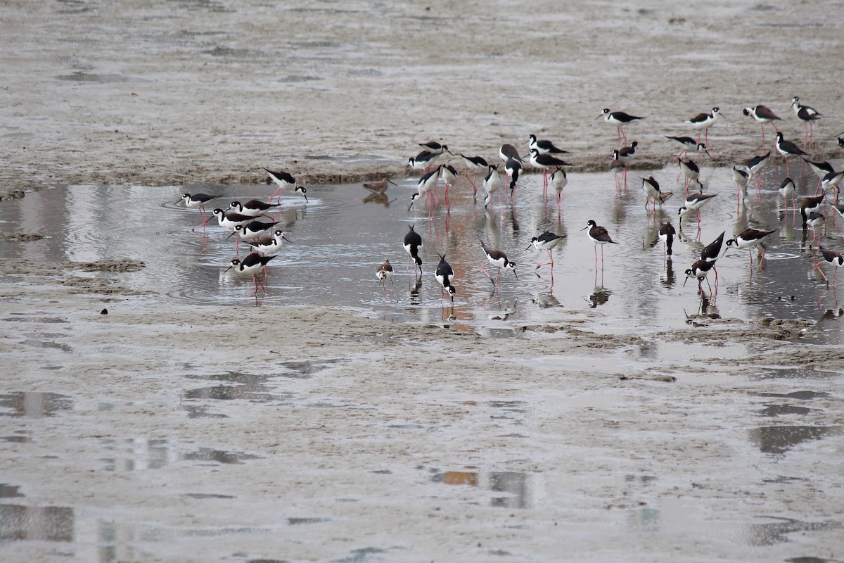 Black-necked Stilt - ML645375954
