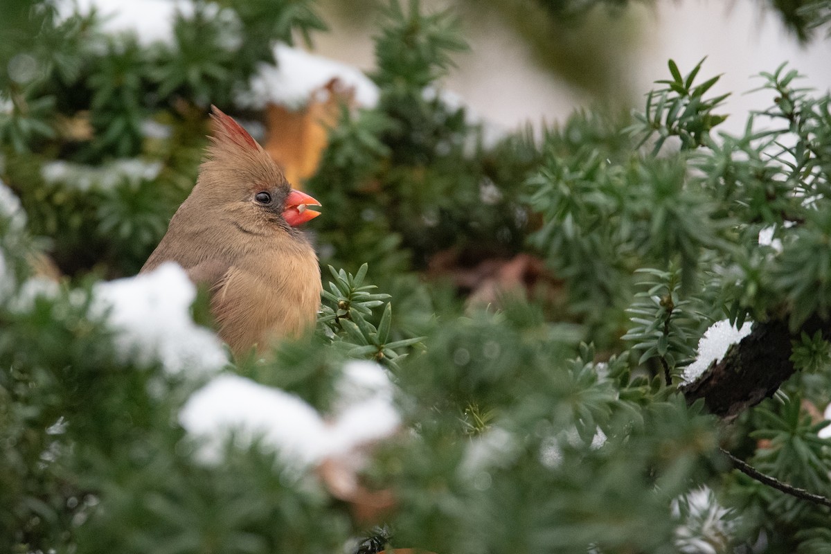 Northern Cardinal - ML645375955