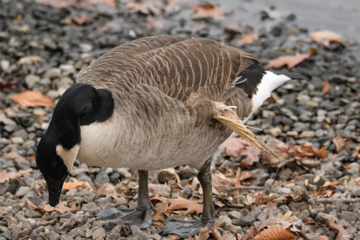 Kanadagans - ML645375956