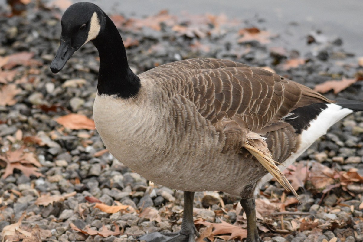 Kanadagans - ML645375957