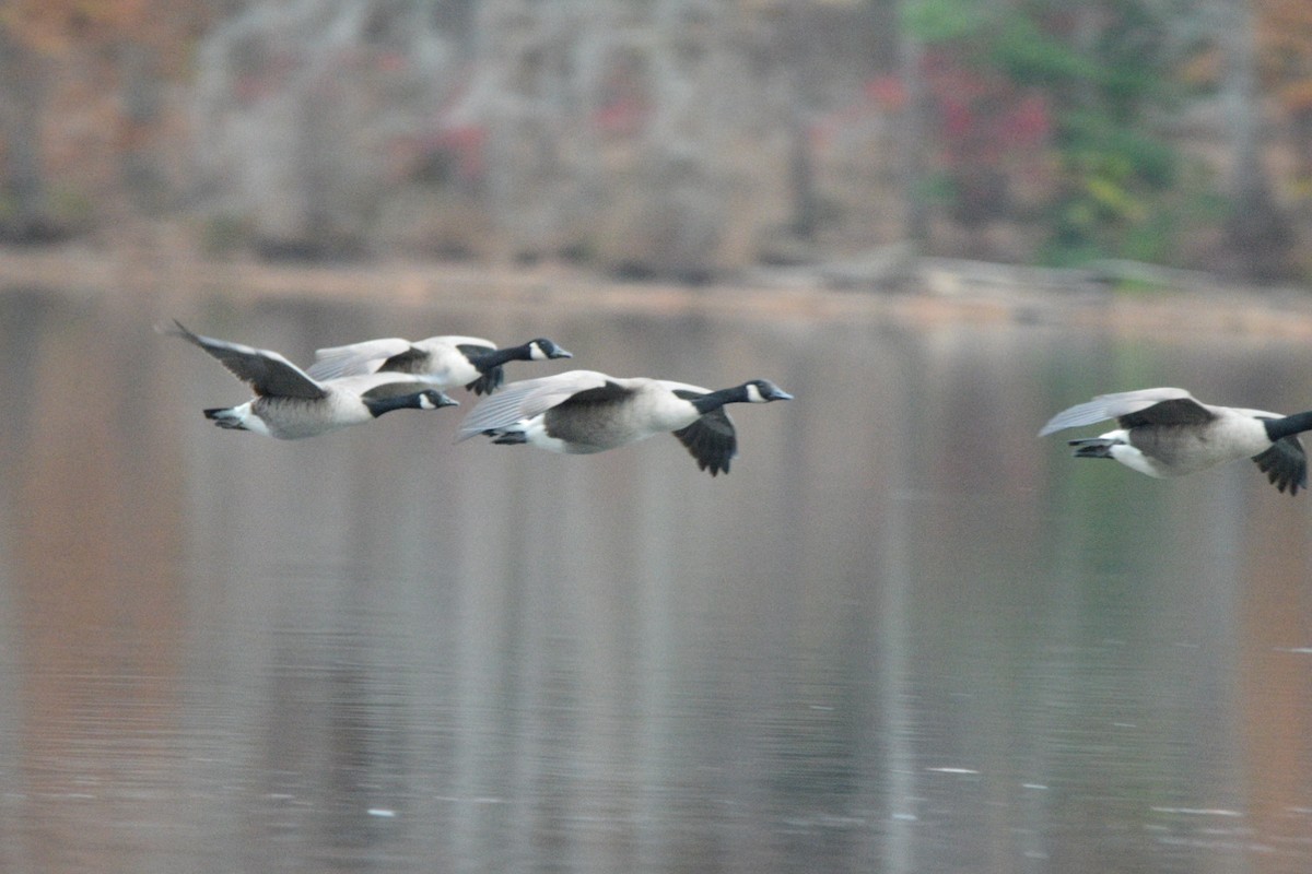 Kanadagans - ML645375958