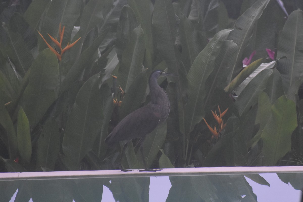 Bare-throated Tiger-Heron - ML645375964