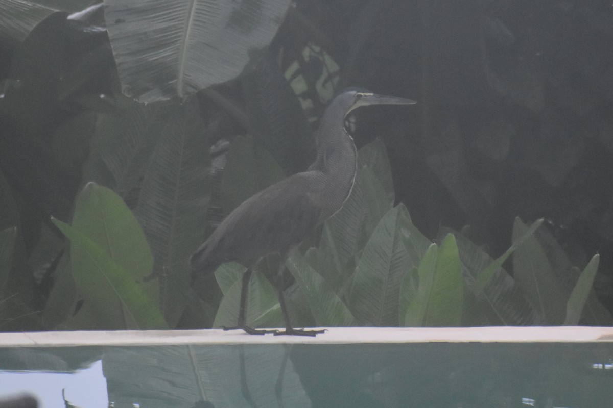 Bare-throated Tiger-Heron - ML645375965