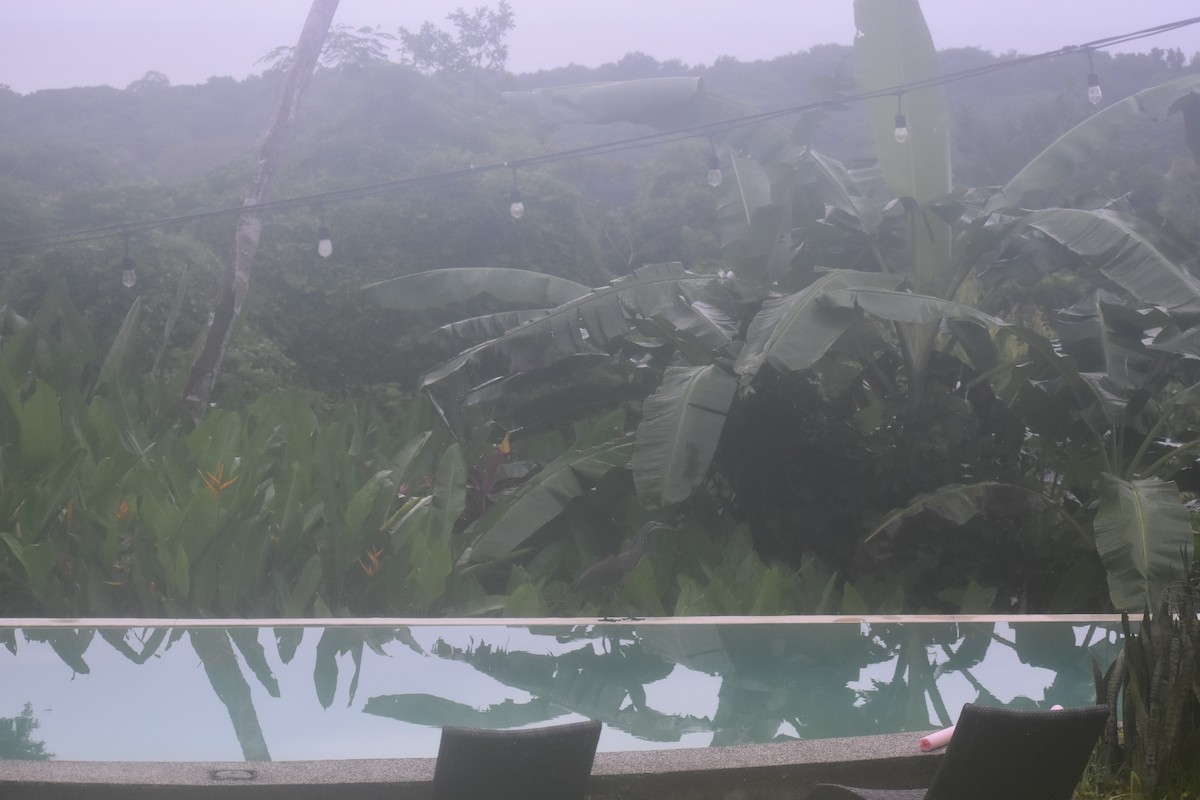 Bare-throated Tiger-Heron - ML645375966