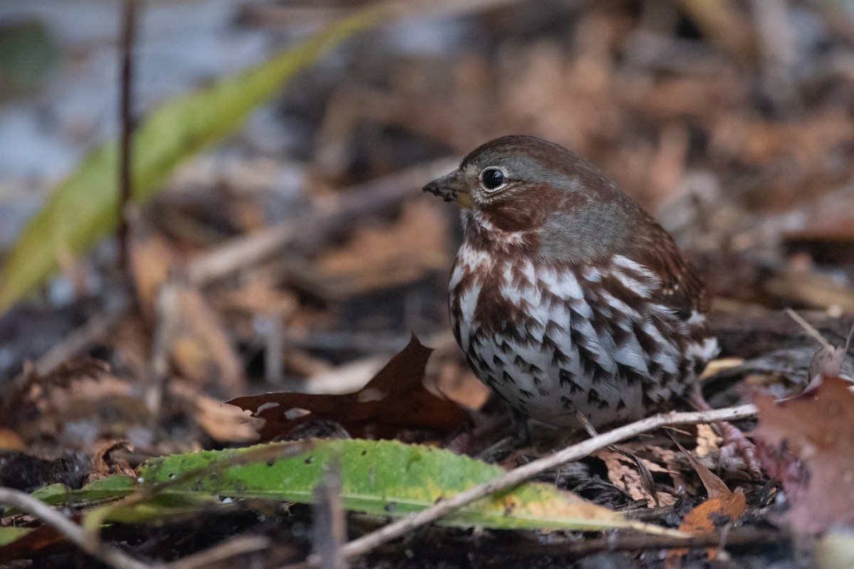 strnadec kaštanový - ML645375968