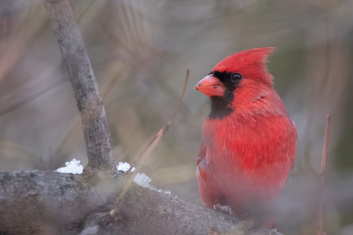 Northern Cardinal - ML645375971