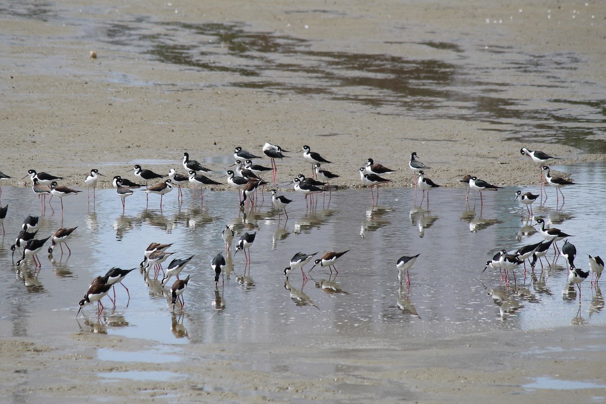 Black-necked Stilt - ML645375978