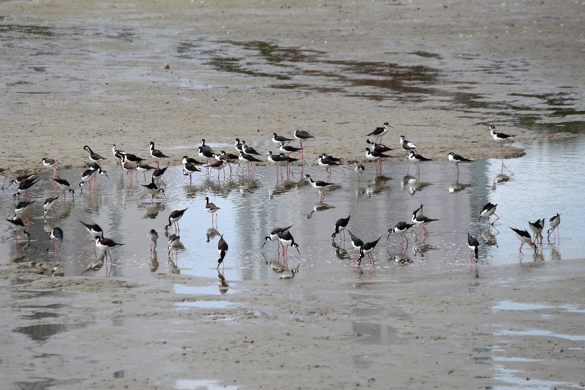 Black-necked Stilt - ML645375979