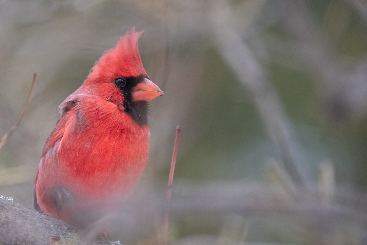 Northern Cardinal - ML645375982