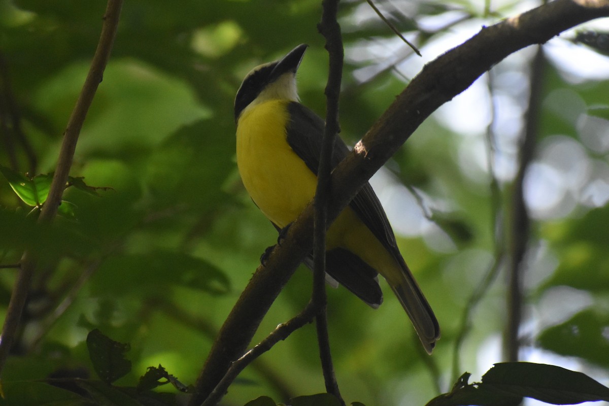 Boat-billed Flycatcher - ML645375988