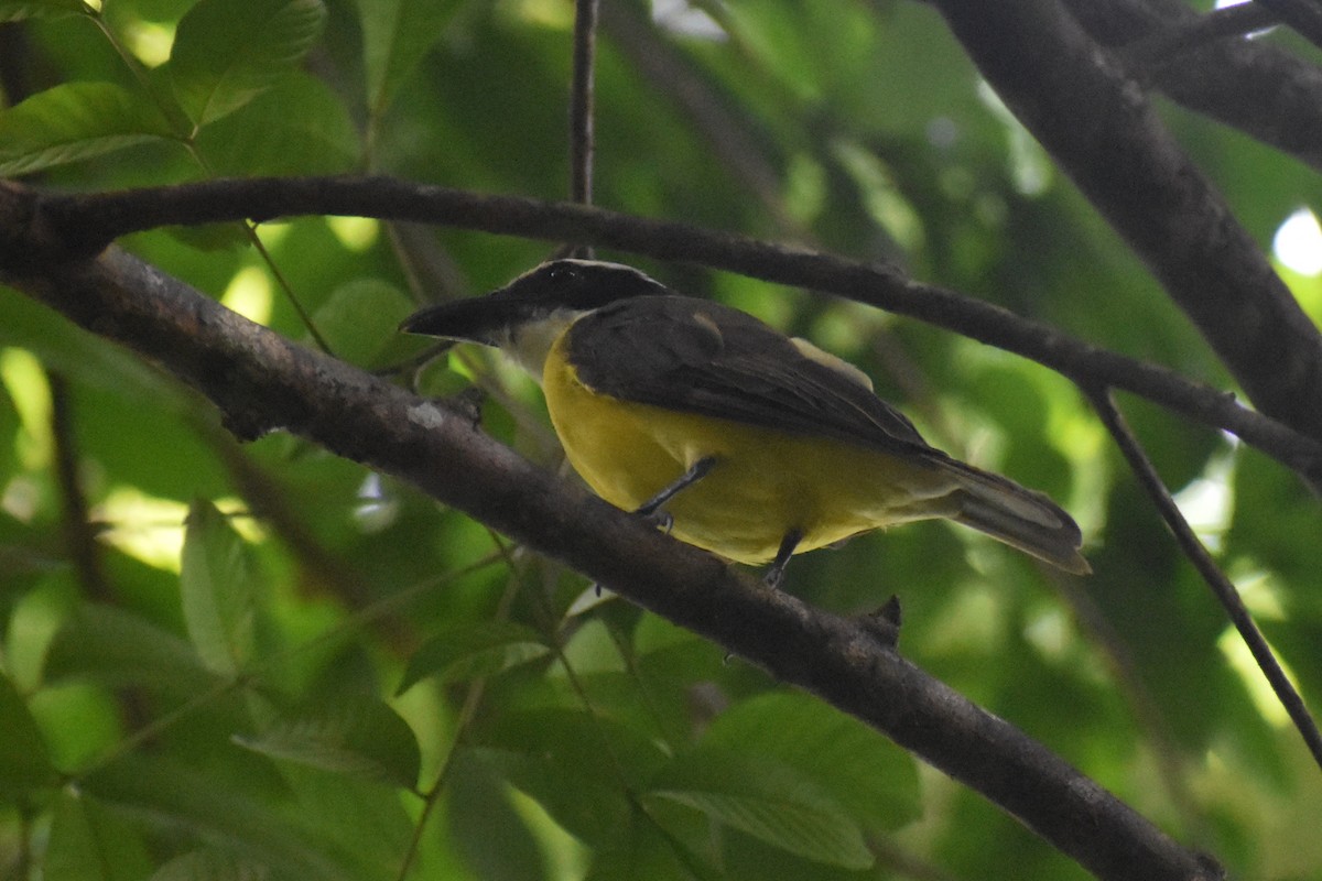Boat-billed Flycatcher - ML645375989