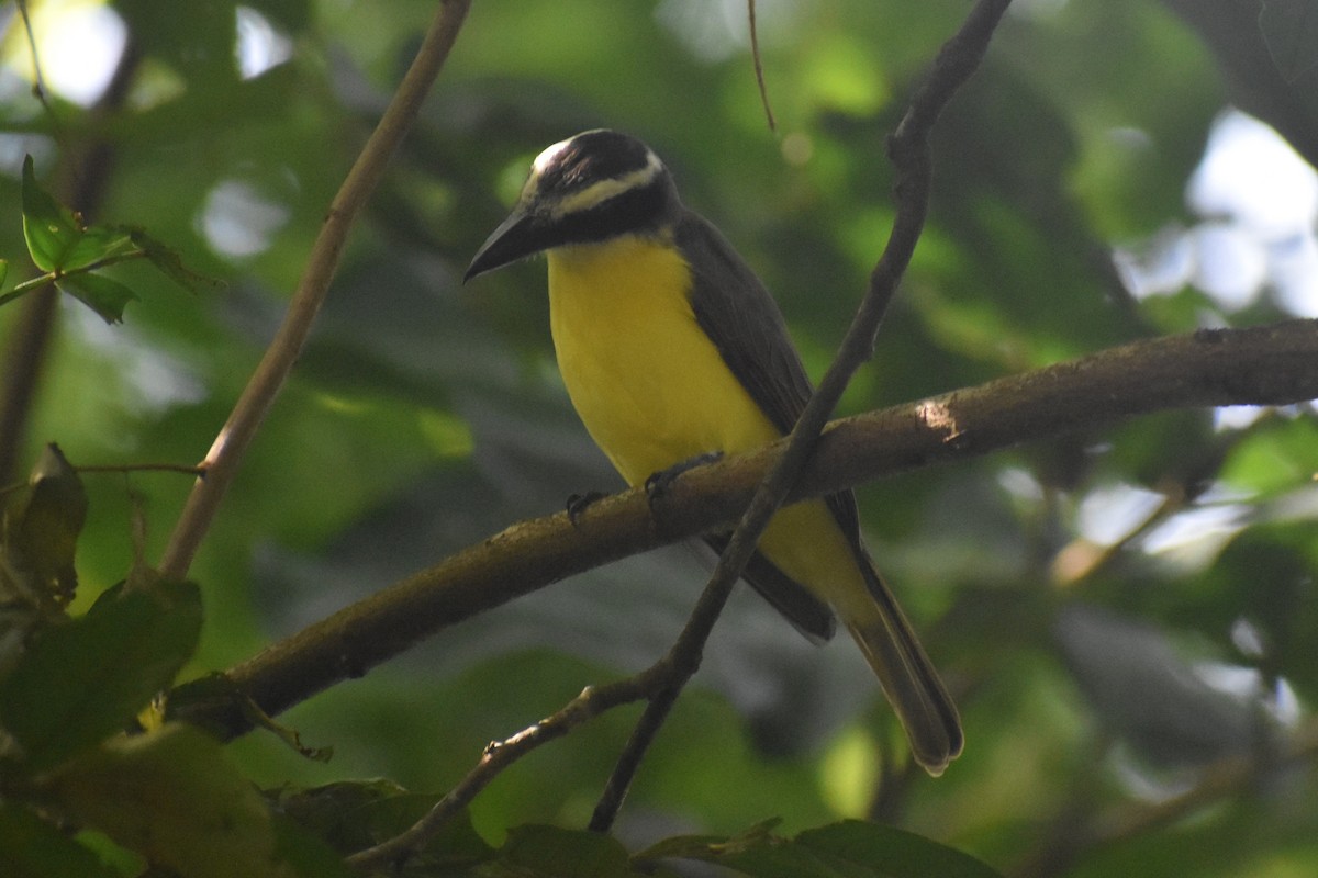 Boat-billed Flycatcher - ML645375990