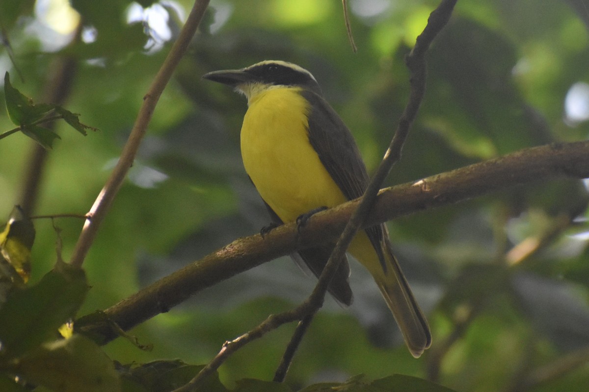 Boat-billed Flycatcher - ML645375991
