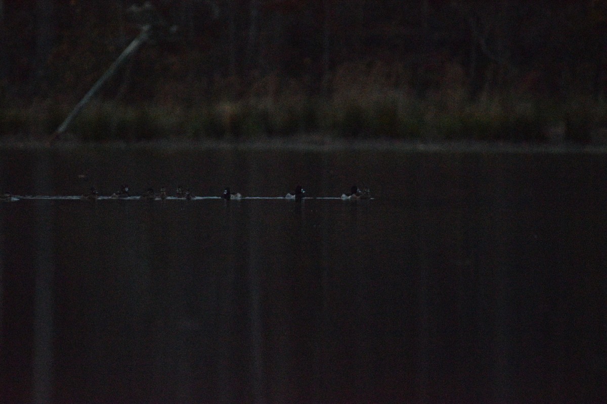 Ringschnabelente - ML645375993