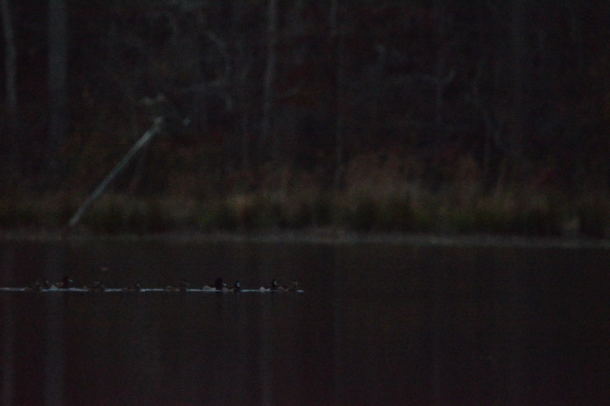 Ringschnabelente - ML645375994