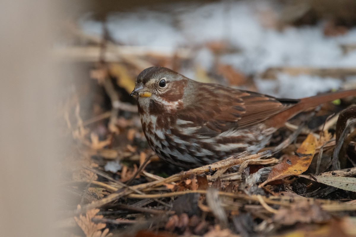 strnadec kaštanový - ML645375999