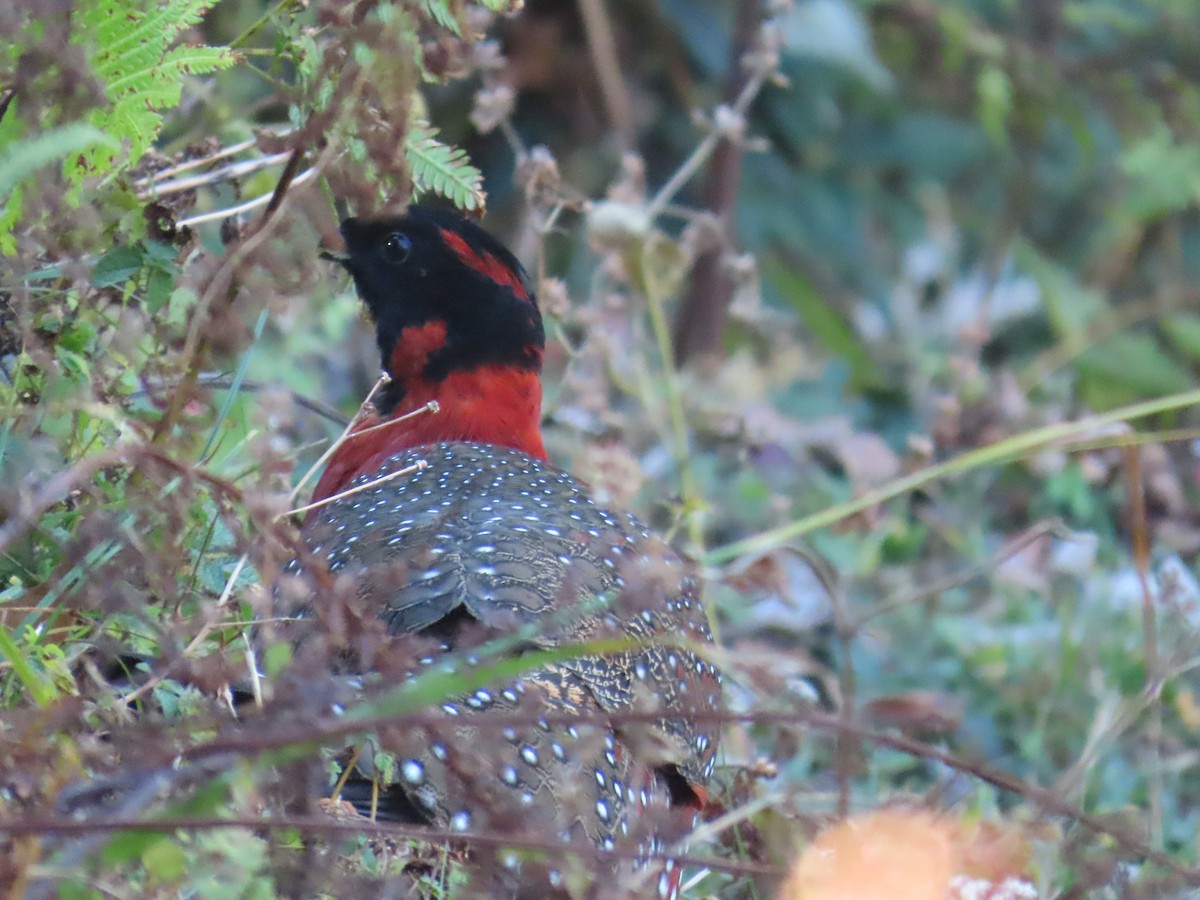 Satyr Tragopan - ML645376004