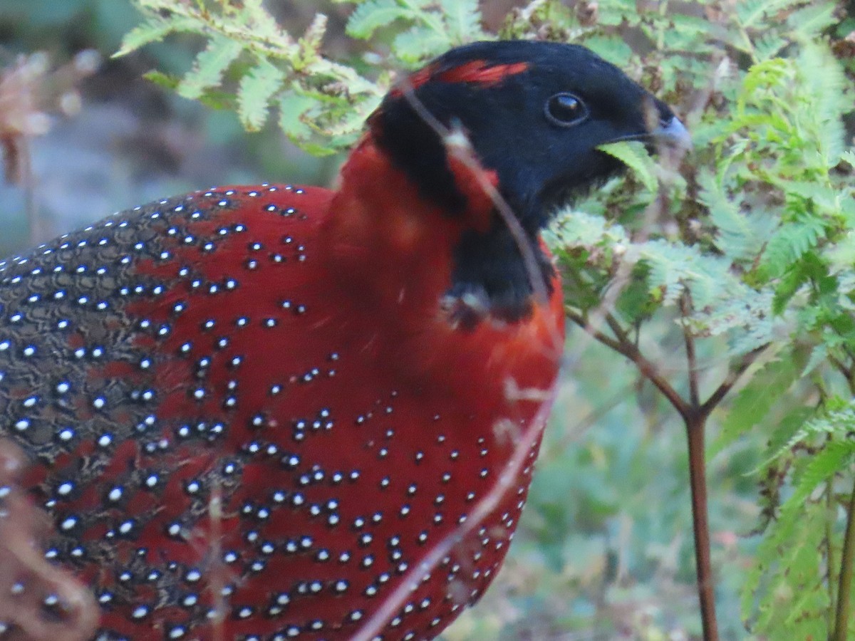 Satyr Tragopan - ML645376005