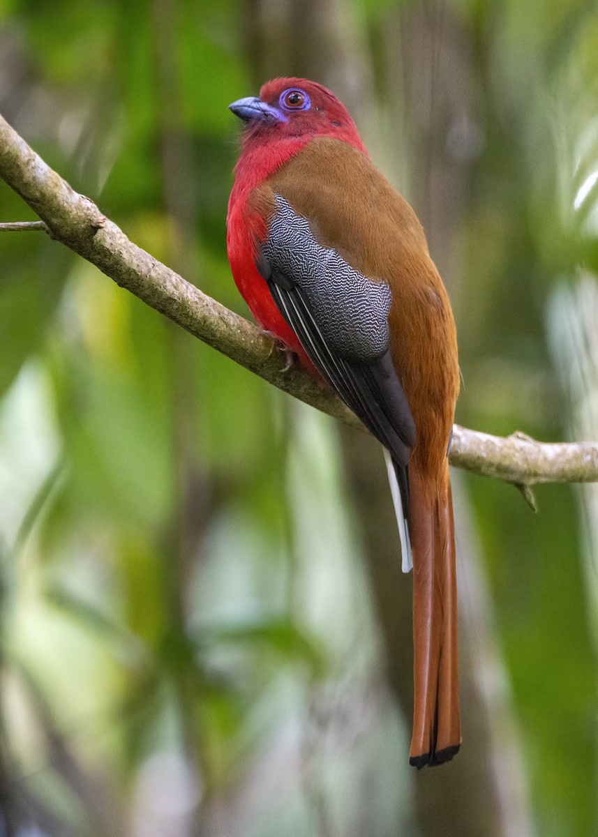 ズアカキヌバネドリ - ML645376006