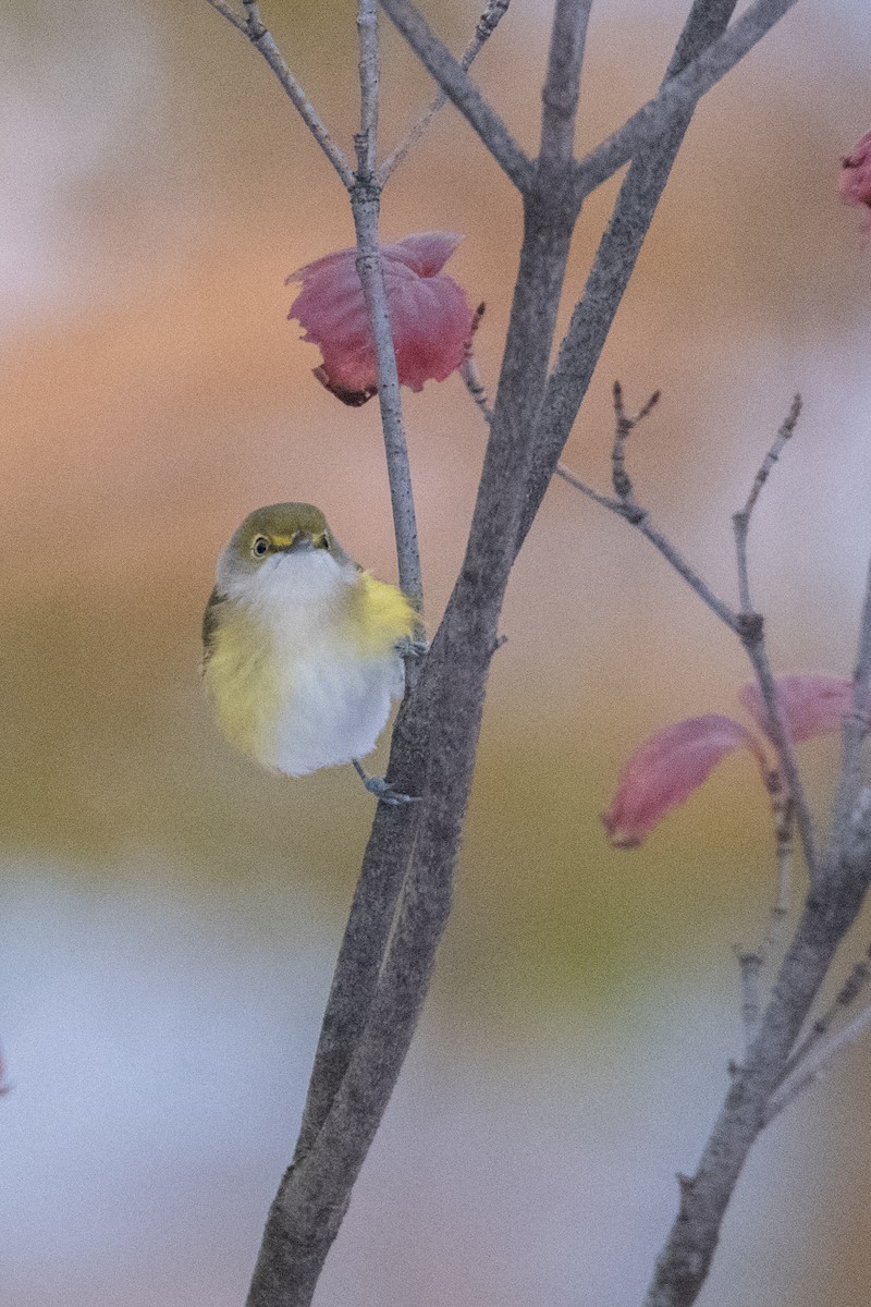 White-eyed Vireo - ML645376011