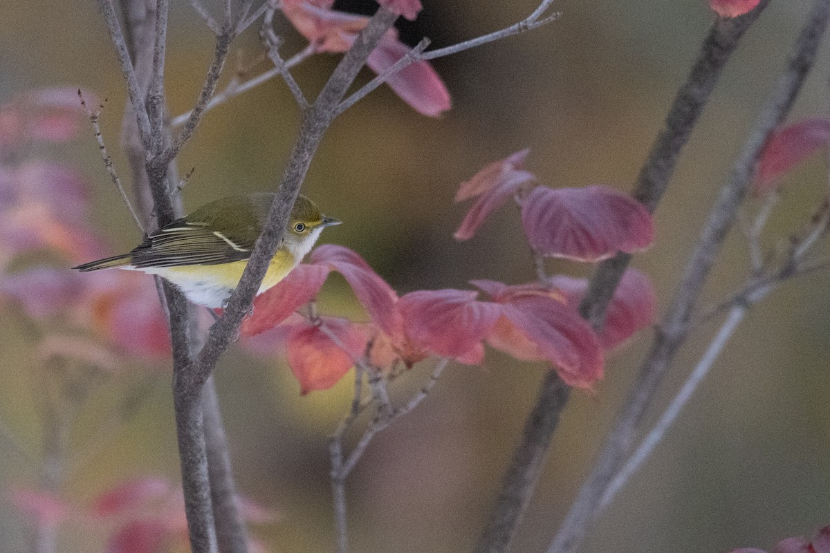 White-eyed Vireo - ML645376012