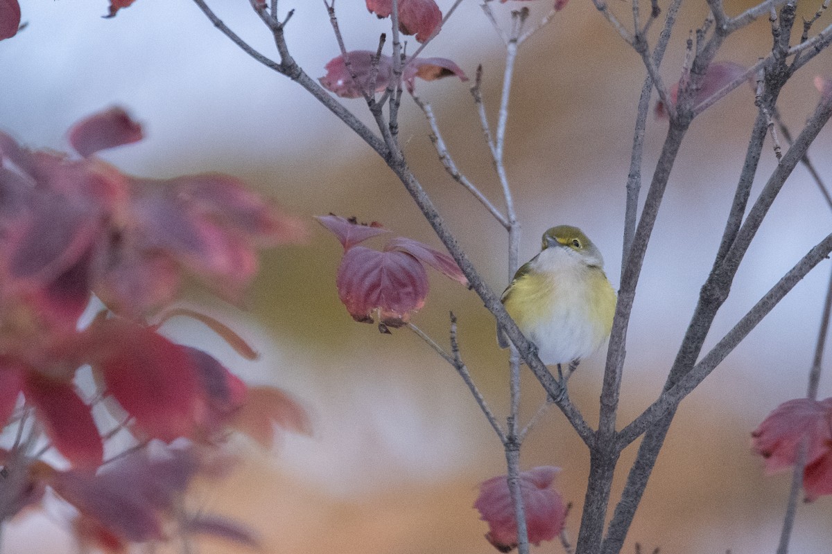 White-eyed Vireo - ML645376014
