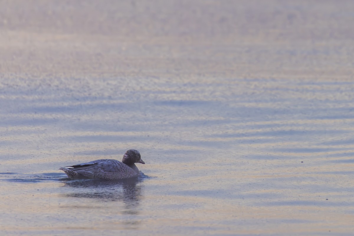 Emperor Goose - ML645376016