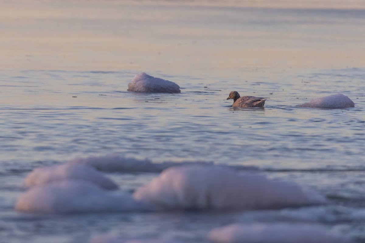 Emperor Goose - ML645376021