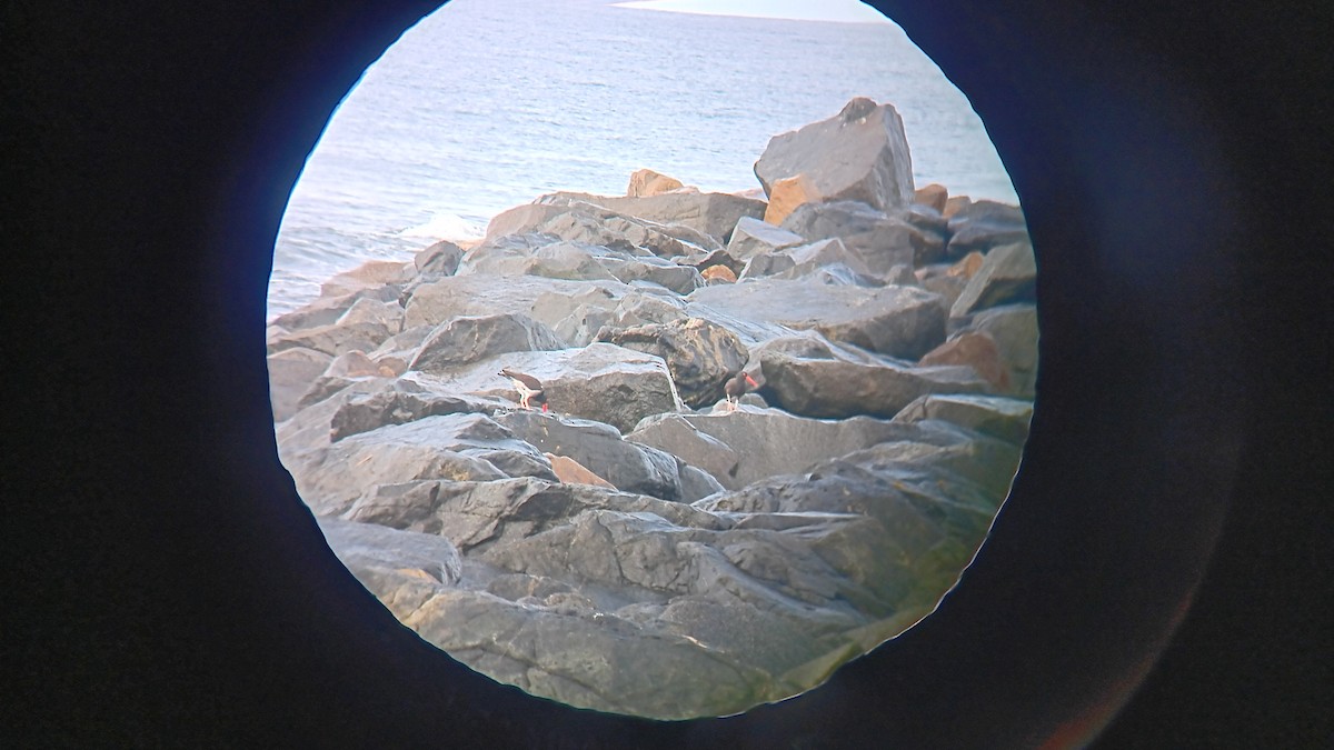 American x Black Oystercatcher (hybrid) - ML645376029