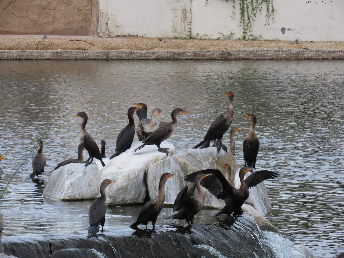 Double-crested Cormorant - ML645376030