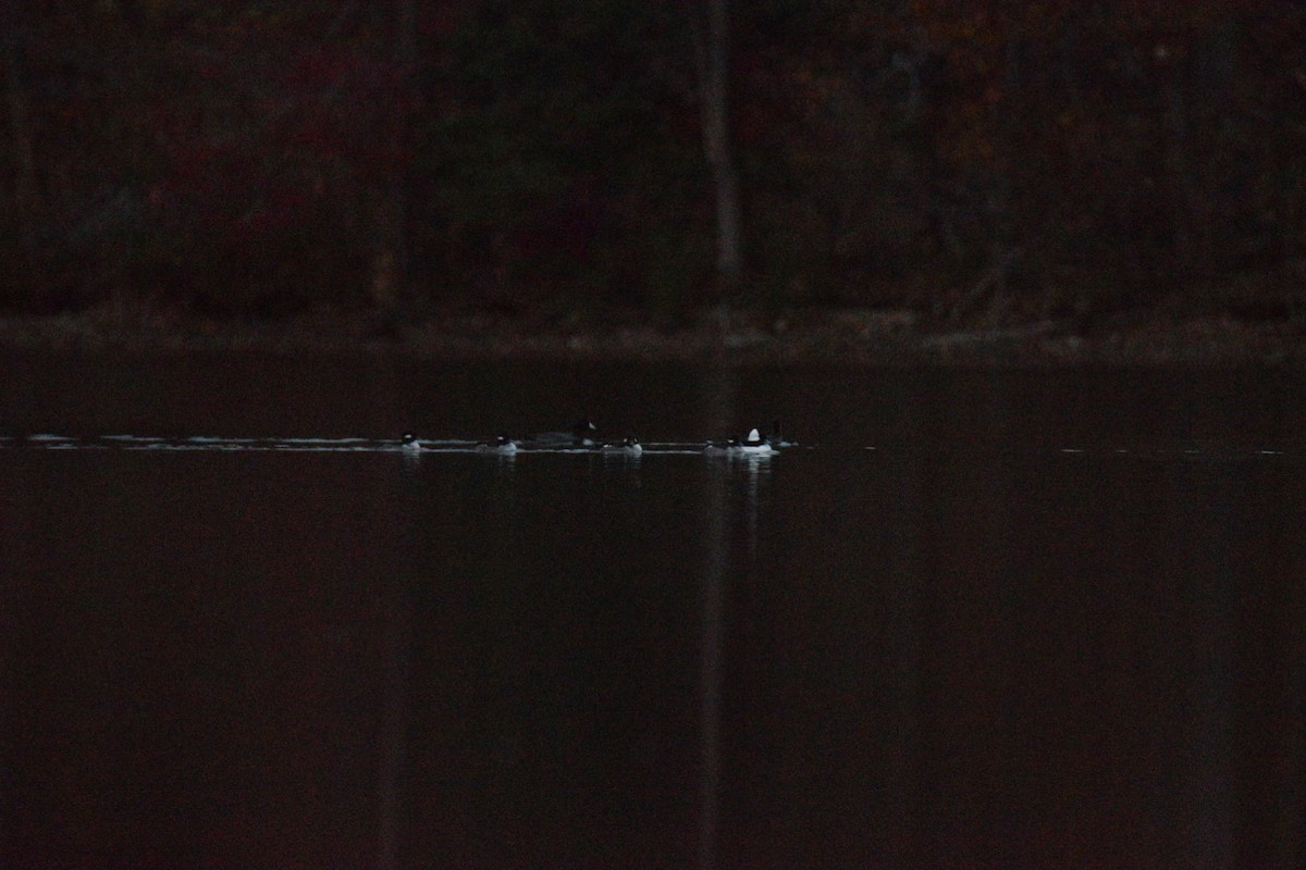 Büffelkopfente - ML645376031