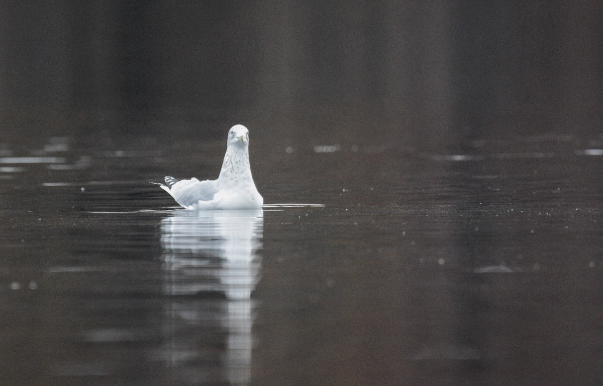 Ringschnabelmöwe - ML645376041