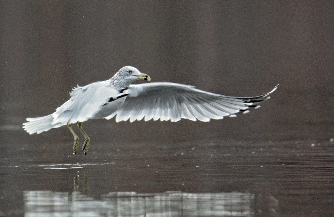 Ringschnabelmöwe - ML645376042