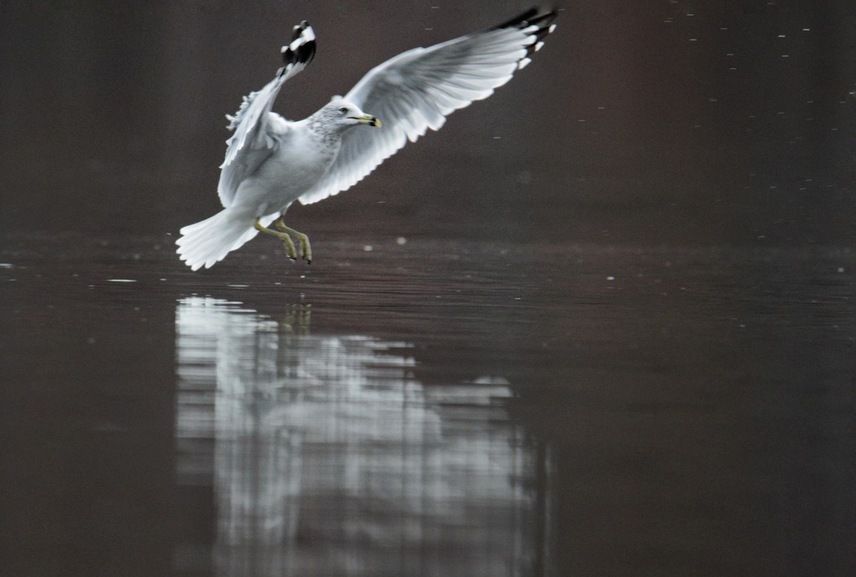 Ringschnabelmöwe - ML645376043