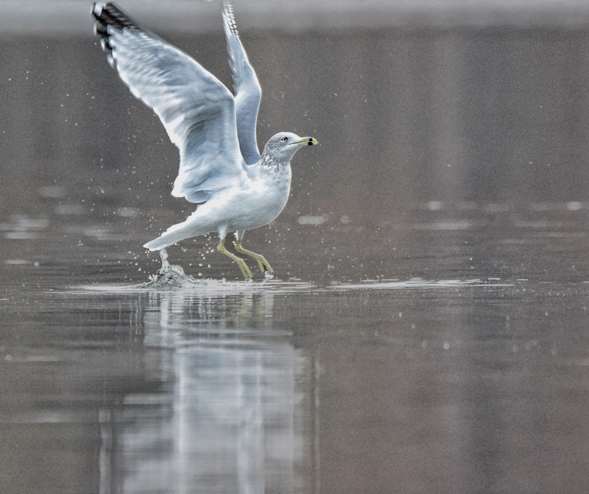 Ringschnabelmöwe - ML645376044