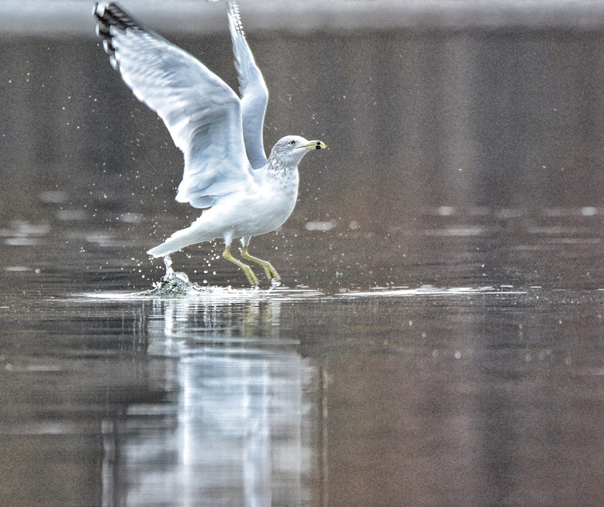 Ringschnabelmöwe - ML645376045