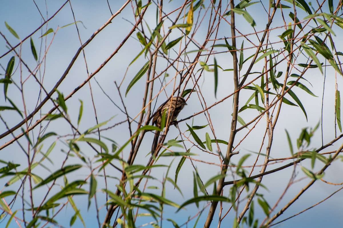 strnadec zpěvný - ML645376051