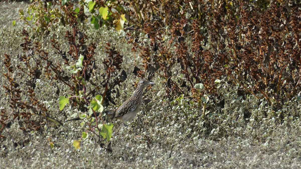 Greater Roadrunner - ML645376054