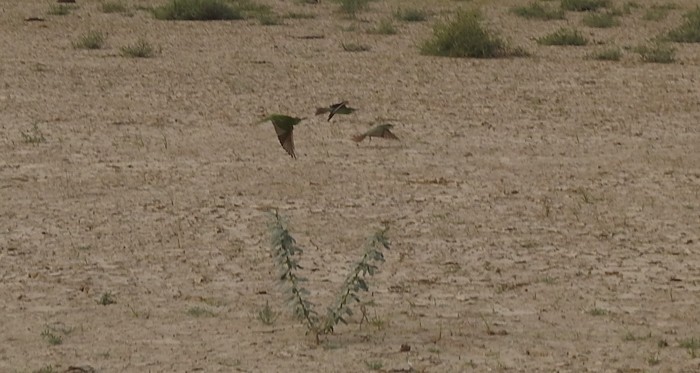 vlha modrolící - ML645376056