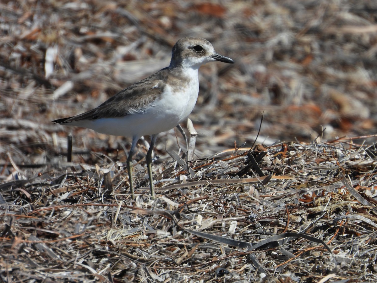 Greater Sand-Plover - ML645376057