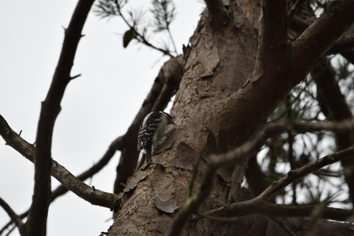 Dunenspecht - ML645376058