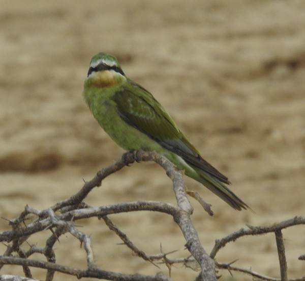 vlha modrolící - ML645376060