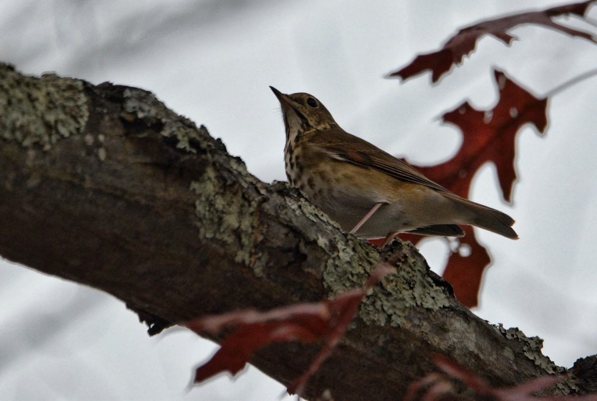 Einsiedler-Musendrossel - ML645376061