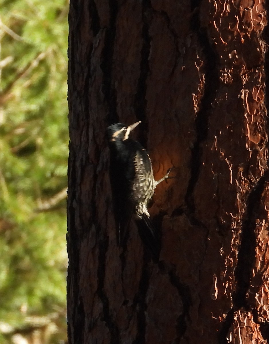 Williamson's Sapsucker - ML645376063