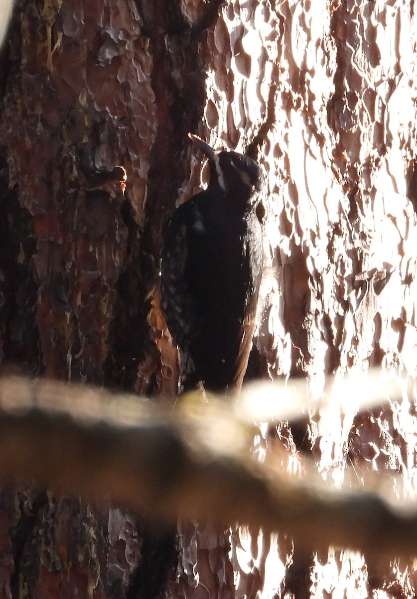 Williamson's Sapsucker - ML645376064