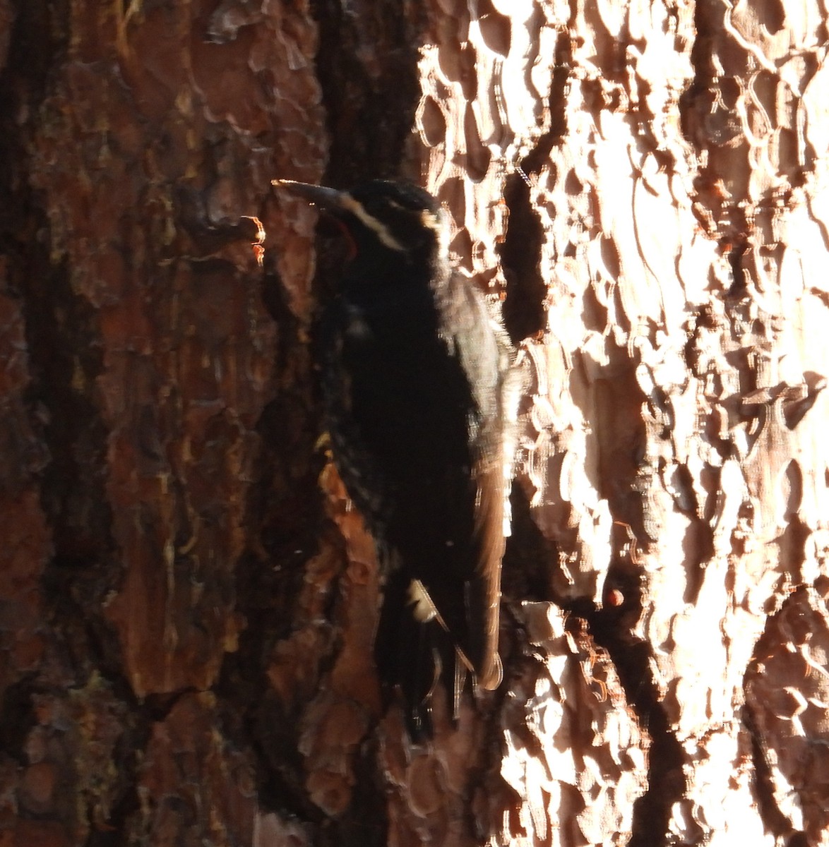 Williamson's Sapsucker - ML645376065