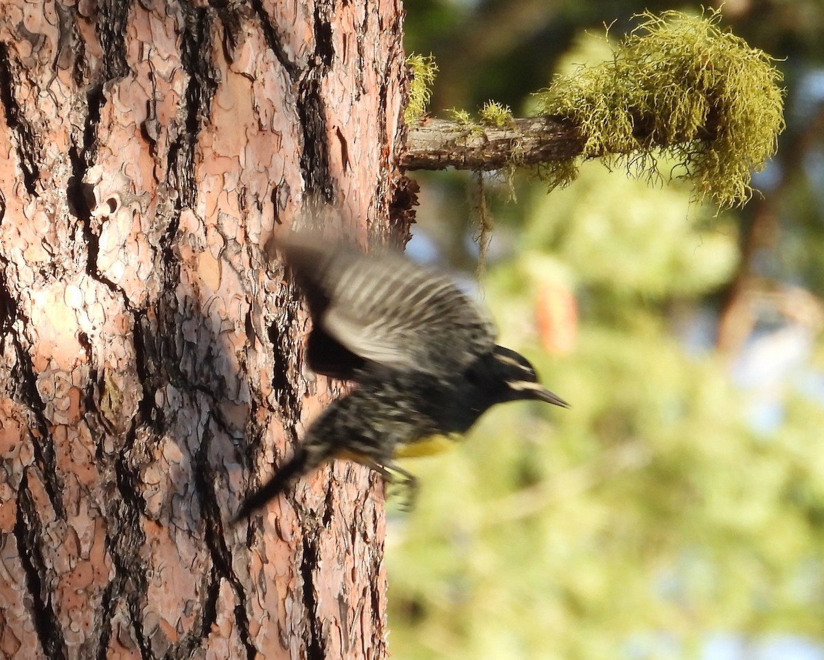 Williamson's Sapsucker - ML645376066